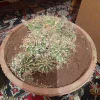 گل کاکتوس.با مرغ و جوجه معاوضه میکنم|گل و گیاه طبیعی|شاهین‌شهر, خانه کارگر|دیوار