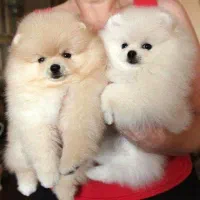 سگ پامر / سفید و نباتی / پامرانین خرسی