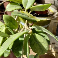 حراج گلهای طبیعی آپارتمانی|گل و گیاه طبیعی|تبریز, |دیوار