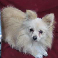 پامرین روباهی پامر|سگ|تهران, توحید|دیوار