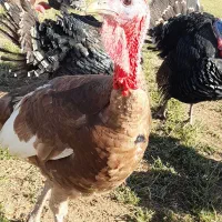 بوقلمون برنز و بوربون