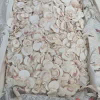 قارچ درجه دو و اسلایس قارچ|خوردنی و آشامیدنی|اصفهان, ابر|دیوار