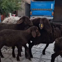 ۲ راس میش هترو با ۳ بره