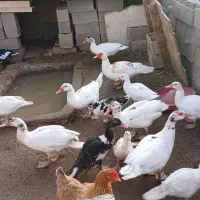 اردک شمالی سیکا|حیوانات مزرعه|تربت جام, میان جام|دیوار