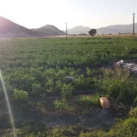 زمین جهت اجاره|اجارهٔ مغازه و غرفه|خاو و میرآباد, |دیوار