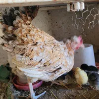 جوجه گلین|حیوانات مزرعه|ماهدشت, |دیوار