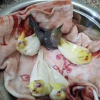 فروش عروس هلندی|پرنده|مهاجران, |دیوار