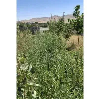 نهال بادام مامایی