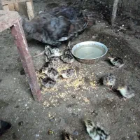 جوجه بوقلمون برنز محلی با مادر