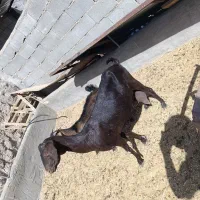 بز سه کیلو شیر