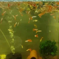 گوپی مولی دمشمشیری پرت پلار