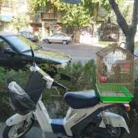 عروس سخنگو خوش تیپ|پرنده|شیراز, شاهچراغ|دیوار