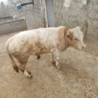 گوساله مونت اصل