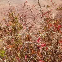 توری فنس باغی