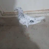 یک عدد سار کاکلی نر