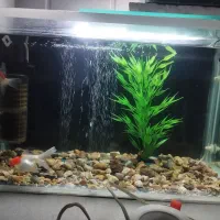 آکواریوم زیبا و شیک|ماهی|ایلام, |دیوار