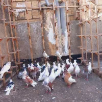 کفتر|پرنده|مشهد, شهرک امام سجاد|دیوار