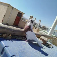 کبوتر نقابی سرخ|پرنده|هرسین, |دیوار