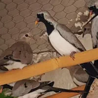 پرنده زینتی .،ناماکوا .فنچ ستاره ای ،گلدین|پرنده|بندر ماهشهر, |دیوار