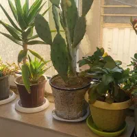 انواع گل|گل و گیاه طبیعی|خرمدره, |دیوار