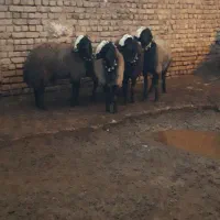 بسم الله فروش قوچ و میش های اصیل شال|حیوانات مزرعه|شال, |دیوار