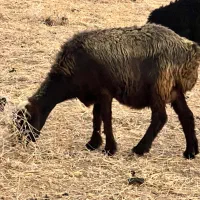 میش بختیاری زلفی  و ترکی