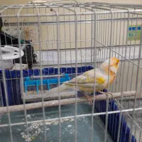 قناری|پرنده|تهران, بهارستان|دیوار