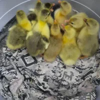 فروش جوجه قوغاز اصیل وغاز کاکلی