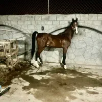 اسب ۴ ساله دره شور کاربلد