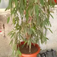 درختچه بنجامین آمستل