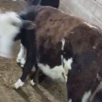 دوعدد گوساله سمینتال یکی نر یکی ماده