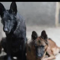 دو عدد ژرمن شولاین  موبلند بلک و دورنگ