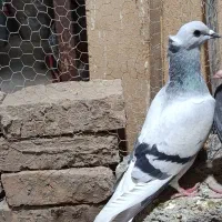 کفتر دم سفید کرمانی