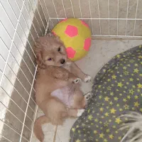 واگذاری توله اشپیتز|سگ|اهواز, گلستان|دیوار