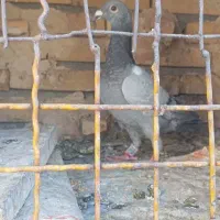 کبوتر|پرنده|رضویه, |دیوار