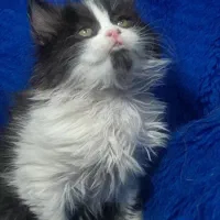 گربه اسکاتیش فولد و انفولد|گربه|مشهد, ویلاشهر|دیوار