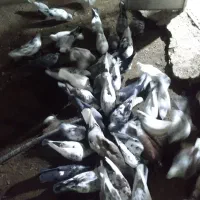 کبوترتهرانی