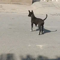 سک پا کوتا