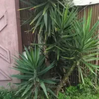 درختچه یوکا|گل و گیاه طبیعی|خمام, |دیوار