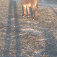 کره خر نر|حیوانات مزرعه|سرعین, |دیوار