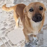 واگذاری سگ نژاددار|سگ|تبریز, |دیوار