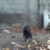 سک گرگی پاکوتاه|سگ|گرمی, |دیوار