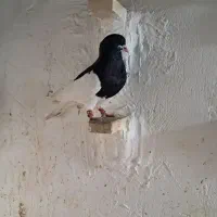 یال سیاه ماده