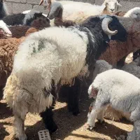قوج در شادگان الفلاحیه