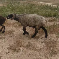 قوچ ملحَ تیز رون