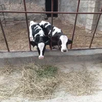 فروش دو عدد گوساله نر و ماده