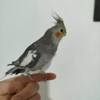 عروس هلندی نر سخنگو باقفس متن رو کامل بخونید.