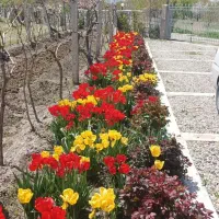 باغچه-جاده-سنتو