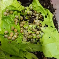 حلزون البینو|خزنده|بندر گناوه, |دیوار