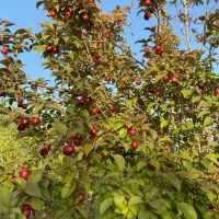 باغ ویلا ارنان